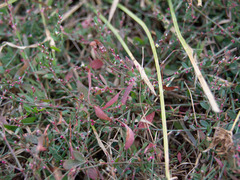 Polygonum aviculare