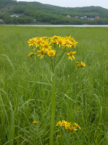 Unclearly toothed groundsel (Tephroseris subdentata)