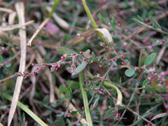 Polygonum aviculare