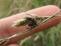 Socca pustulosa