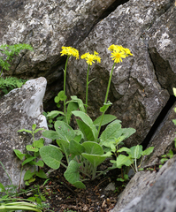 Tephroseris subscaposa