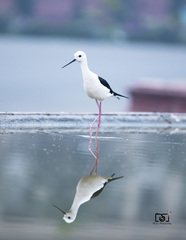 Himantopus himantopus