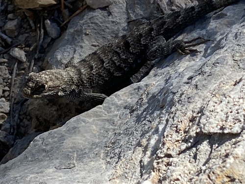 iNaturalist observation photo of Western Fence Lizard