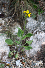 Tephroseris subscaposa