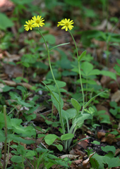 Tephroseris subscaposa