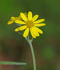 Tephroseris subscaposa