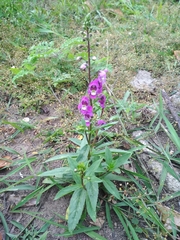 Angelonia