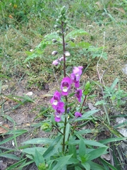 Angelonia