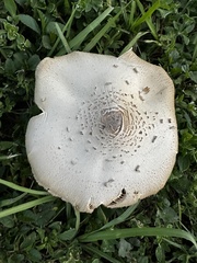 Chlorophyllum molybdites image