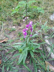 Angelonia