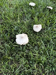 Chlorophyllum molybdites image