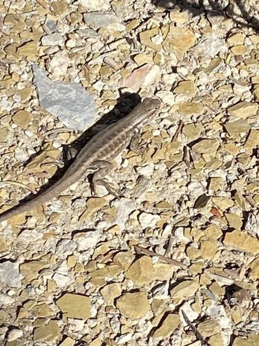 iNaturalist observation photo of Common Sagebrush Lizard