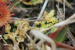 Selaginella eclipes image