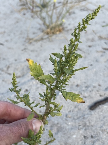 Dysphania chilensis iNat (3)