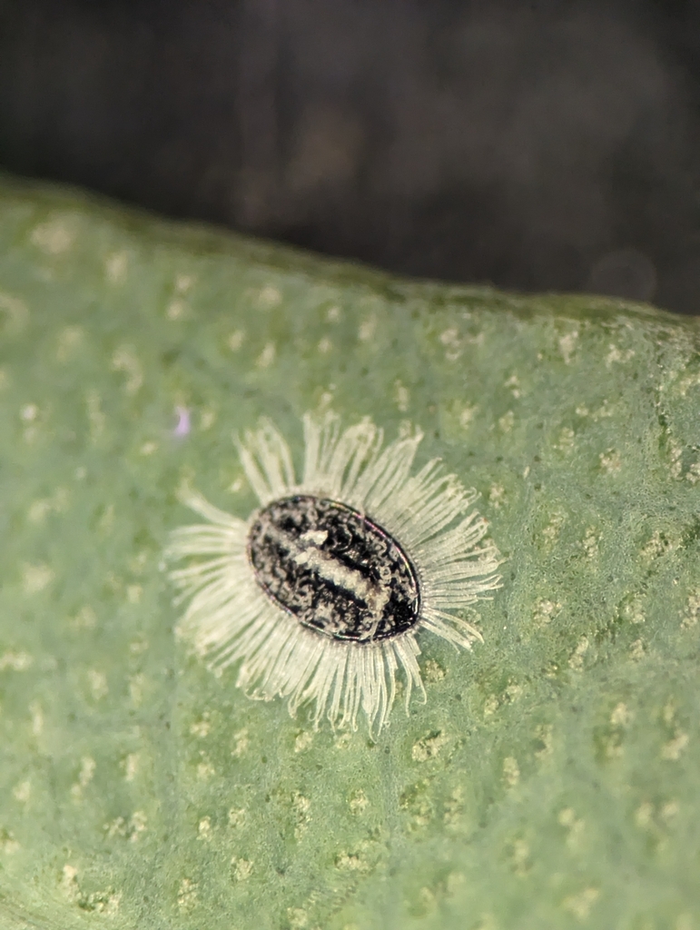 Aleurocanthus gullanae