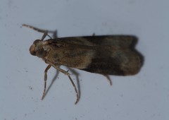 Ptyomaxia trigonogramma