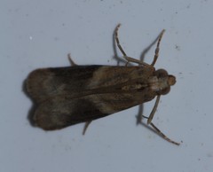 Ptyomaxia trigonogramma
