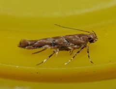 Pyroderces aellotricha