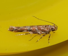 Pyroderces aellotricha