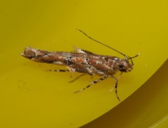 Pyroderces aellotricha