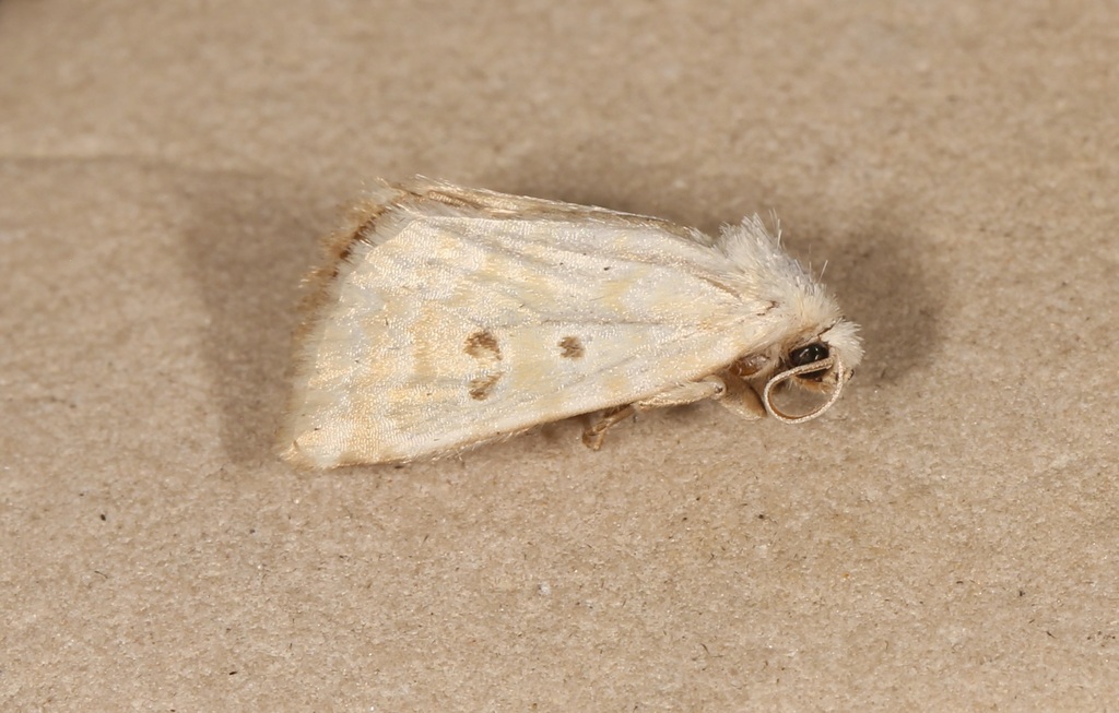 Lythrodes tripuncta