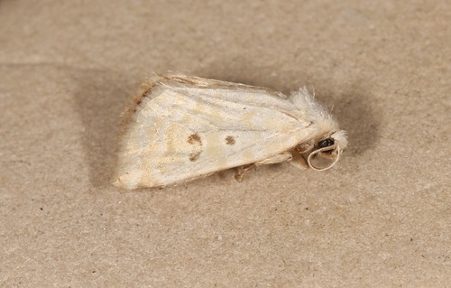 Lythrodes tripuncta