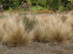 Austrostipa stipoides