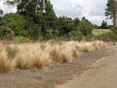 Austrostipa stipoides