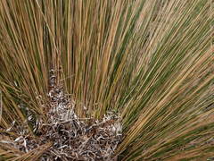 Austrostipa stipoides