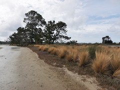Austrostipa stipoides