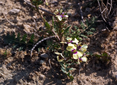 Enarthrocarpus strangulatus