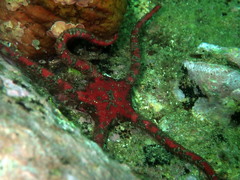 Ophiarachnella ramsayi