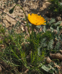 Scorzoneroides laciniata