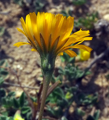 Scorzoneroides laciniata