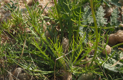 Scorzoneroides laciniata