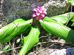 Curcuma australasica