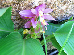 Curcuma australasica