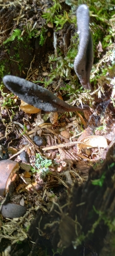 Geoglossum