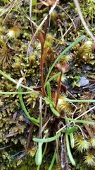 Abrotanella linearis