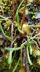 Abrotanella linearis