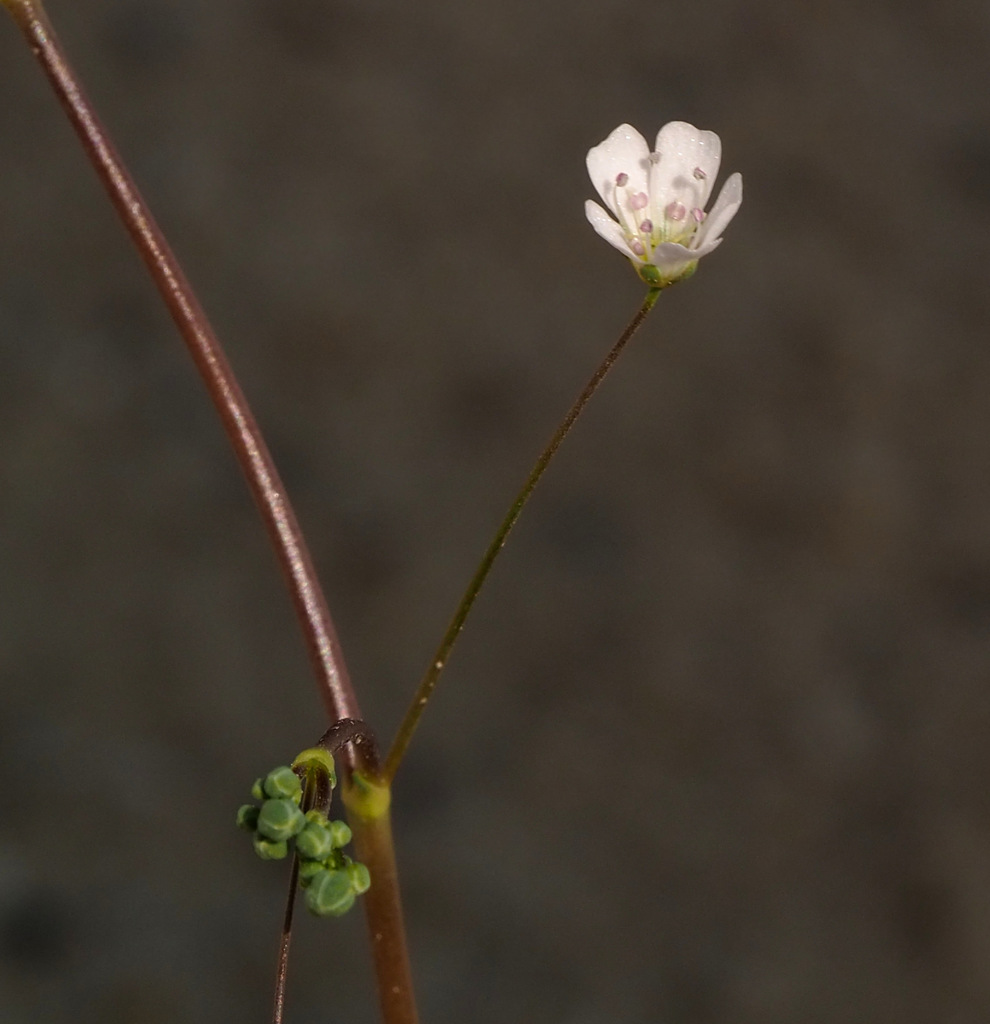 Gypsophila viscosa