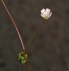 Gypsophila viscosa