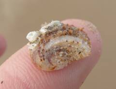 Bostrycapulus pritzkeri