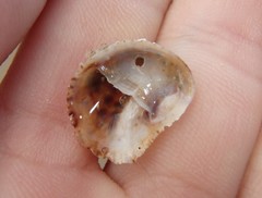 Bostrycapulus pritzkeri