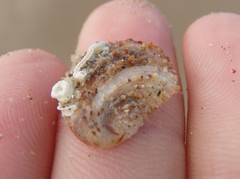 Bostrycapulus pritzkeri