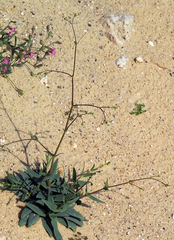Gypsophila viscosa