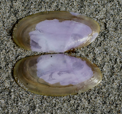 Hiatula nitida