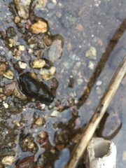 Semisulcospira libertina
