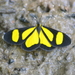 Cyllopoda bipuncta - Photo (c) Kent Miller,  זכויות יוצרים חלקיות (CC BY-ND), uploaded by Kent Miller