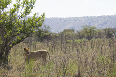 Panthera leo image